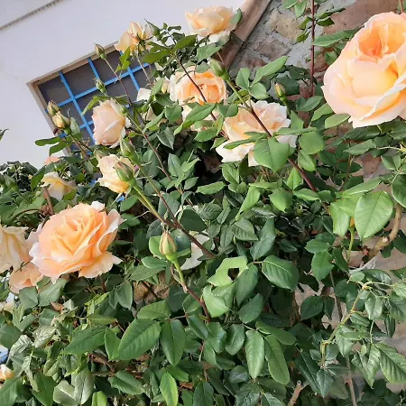 La לינה וארוחת בוקר